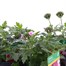A Lucky Dip Selection! Verbena Trio Mixed - 3 x 13cm Pot Bedding Alternative Image
