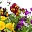 Longacres Choice - Viola - 3 x 2L Pot Bedding Alternative Image