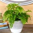 Adiantium fragrans Houseplant - 12cm PotAlternative Image1