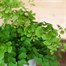 Adiantium fragrans Houseplant - 12cm PotAlternative Image4