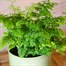 Adiantum rad: Fritz Luthi Houseplant - 12cm PotAlternative Image1