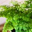 Adiantum rad: Fritz Luthi Houseplant - 12cm PotAlternative Image2