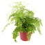 Adiantium fragrans Houseplant - 12cm PotAlternative Image5