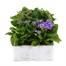 Ageratum F1 Hybrid 6 Pack Boxed BeddingAlternative Image2