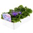 Ageratum F1 Hybrid 6 Pack Boxed BeddingAlternative Image2