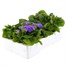 Ageratum F1 Hybrid 6 Pack Boxed BeddingAlternative Image4