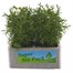 Agyranthemum Molimba White Jumbo 6 Pack Boxed BeddingAlternative Image2