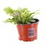 Ajuga Golden Beauty 10.5cm Pot Bedding Alternative Image