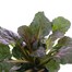 Ajuga Reptans 'Braunherz' 10.5cm Pot Bedding  Alternative Image