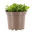 Allysum Saxatile 2L Pot Bedding Alternative Image