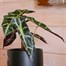 Alocasia Amazonica Polly HouseplantAlternative Image1