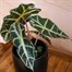 Alocasia Amazonica Polly Houseplant - 12cm PotAlternative Image2