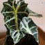 Alocasia Amazonica Polly Houseplant - 12cm PotAlternative Image3