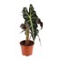 Alocasia Amazonica Polly Houseplant - 12cm PotAlternative Image4