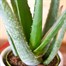 Aloe Vera HouseplantAlternative Image1