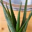 Aloe Vera HouseplantAlternative Image3