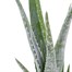 Aloe Vera Houseplant - 12cm PotAlternative Image1