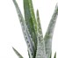 Aloe Vera HouseplantAlternative Image5