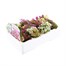 Alyssum Pastel Mixed 12 Pack Boxed BeddingAlternative Image3