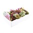 Alyssum Pastel Mixed 12 Pack Boxed BeddingAlternative Image3