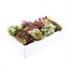 Alyssum Pastel Mixed 12 Pack Boxed BeddingAlternative Image4