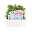 Alyssum Snowdrift 12 Pack Boxed BeddingAlternative Image1