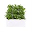 Alyssum Snowdrift 12 Pack Boxed BeddingAlternative Image2