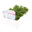 Alyssum Snowdrift 12 Pack Boxed BeddingAlternative Image3