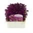 Alyssum Violet Queen 12 Pack Boxed BeddingAlternative Image1