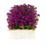 Alyssum Violet Queen 12 Pack Boxed BeddingAlternative Image2