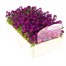 Alyssum Violet Queen 12 Pack Boxed BeddingAlternative Image3