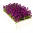 Alyssum Violet Queen 12 Pack Boxed BeddingAlternative Image4