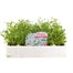 Alyssum Snowdrift 20 Pack Boxed BeddingAlternative Image1