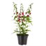Angelonia Archangel Blue Bi Colour 13cm Pot BeddingAlternative Image1