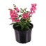 Angelonia Archangel Coral 13cm Pot BeddingAlternative Image1