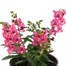 Angelonia Archangel Coral 13cm Pot BeddingAlternative Image2