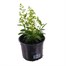 Angelonia Archangel White 13cm Pot Bedding Alternative Image1