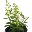 Angelonia Archangel White 13cm Pot Bedding Alternative Image2