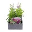 Angelonia Serena Mixed 6 Pack Boxed BeddingAlternative Image1