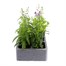 Angelonia Serena Mixed 6 Pack Boxed BeddingAlternative Image2