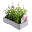 Angelonia Serena Mixed 6 Pack Boxed BeddingAlternative Image3