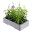 Angelonia Serena Mixed 6 Pack Boxed BeddingAlternative Image4