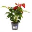 Anthurium Red HouseplantAlternative Image3
