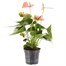 Anthurium Pink HouseplantAlternative Image5