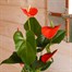 Anthurium Orange HouseplantAlternative Image1