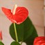 Anthurium Orange HouseplantAlternative Image2