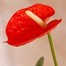 Anthurium Orange HouseplantAlternative Image3