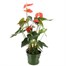 Anthurium Orange HouseplantAlternative Image4