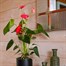 Anthurium Pink HouseplantAlternative Image1