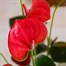 Anthurium Pink HouseplantAlternative Image2